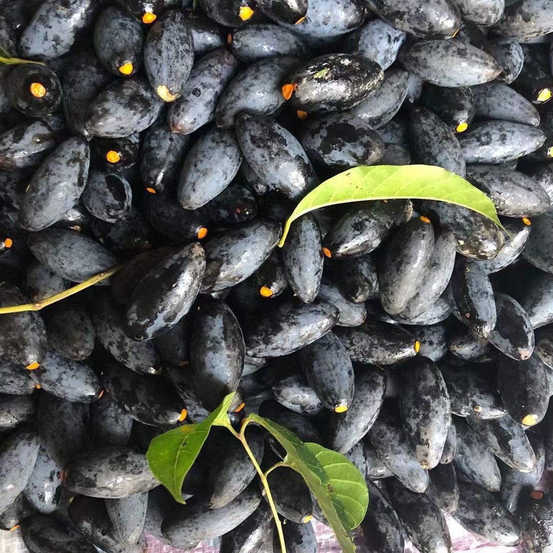 潮汕新鲜现摘黑乌榄橄榄油揽乌橄榄黑橄榄橄榄鲜果