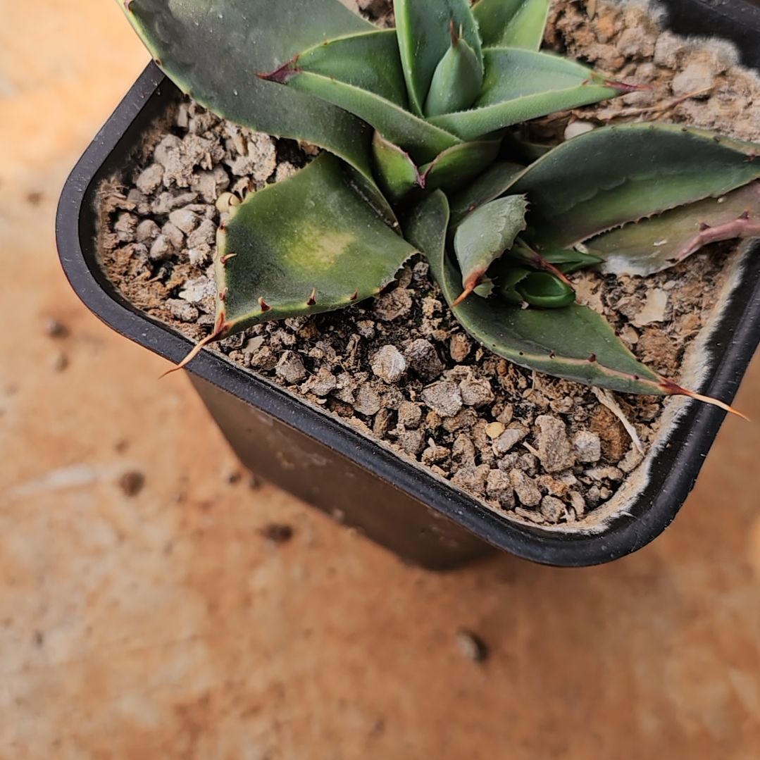 蓝鲸              