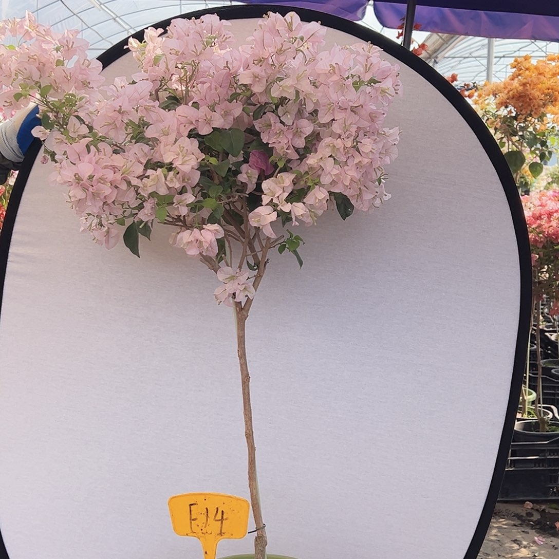 蓝***8大部分花苞少量开放F14苹果花