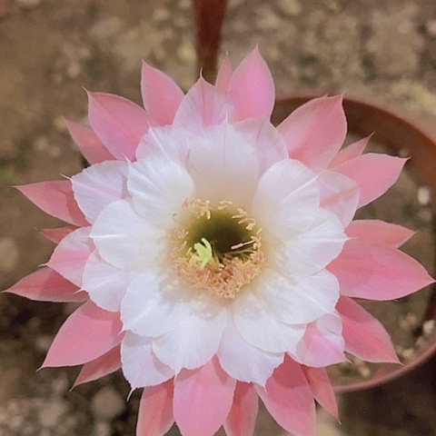 仙人掌奈何之花金妞