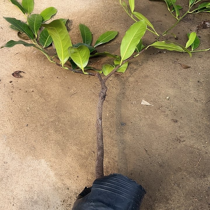 Y*黄134445544444444