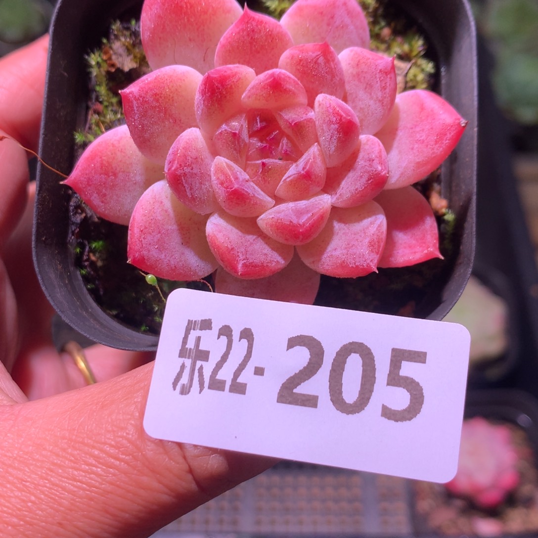 乐然22-205 秘境冰魄 