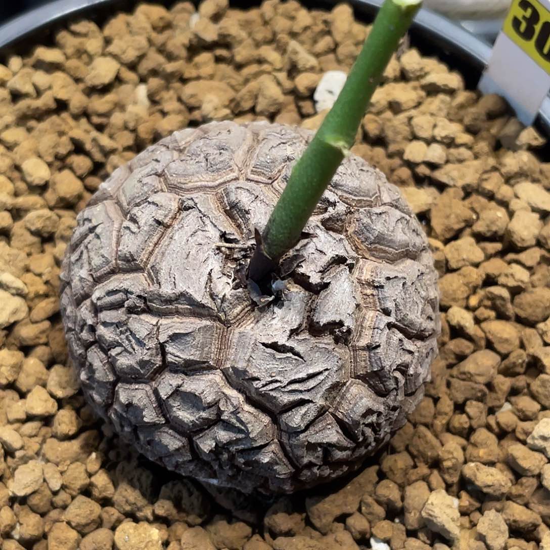 30龟甲龙6厘米不退换