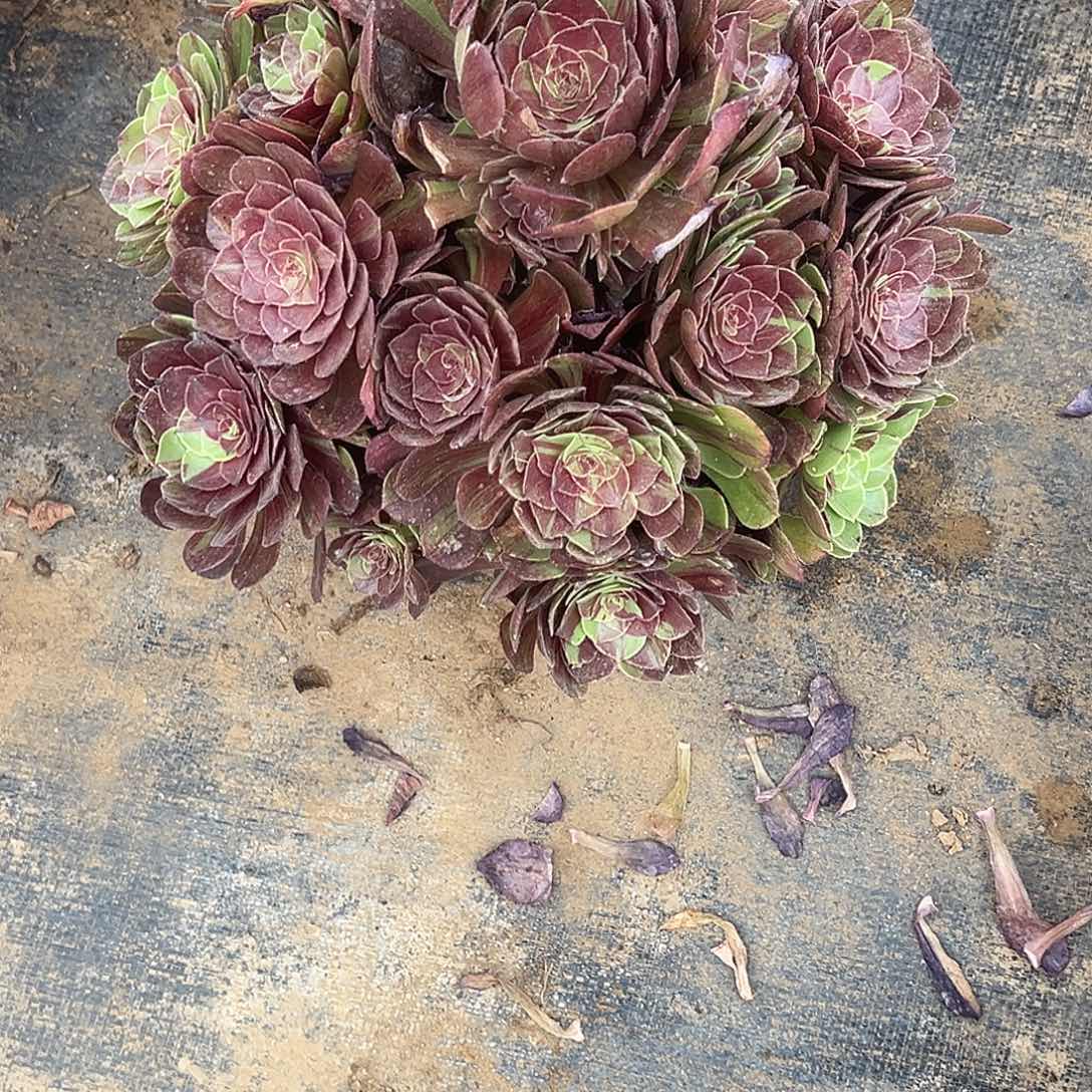 6.24/5花月夜多肉植物1