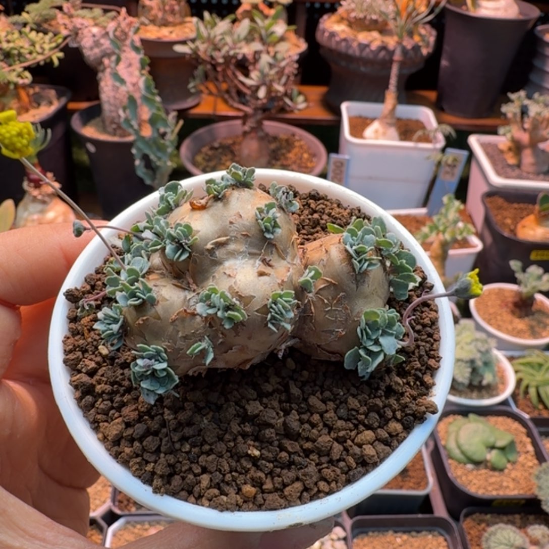 格加厚墩菊451 仙人掌