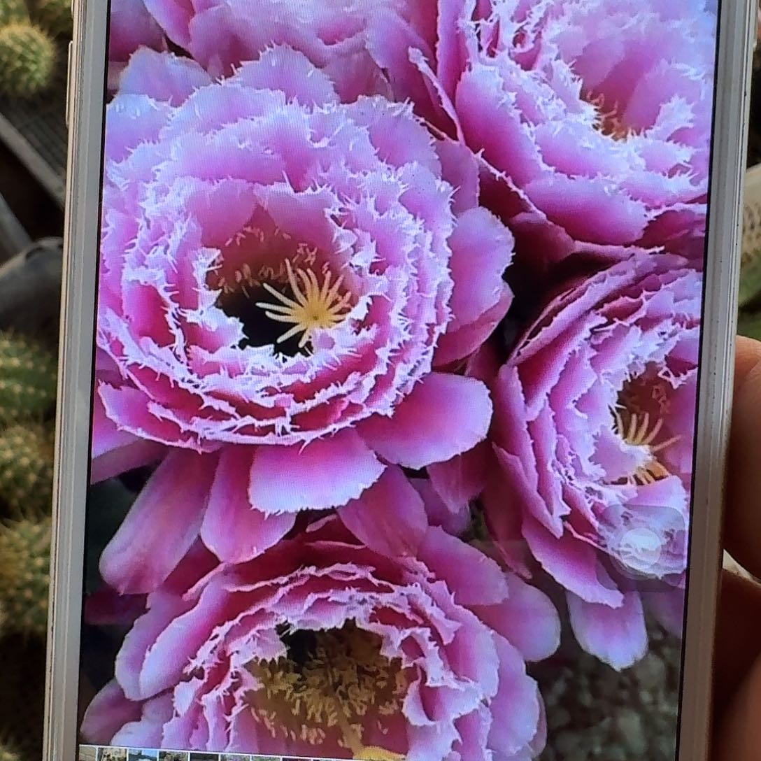 芸儿侧芽5公分毛花柱仙人球