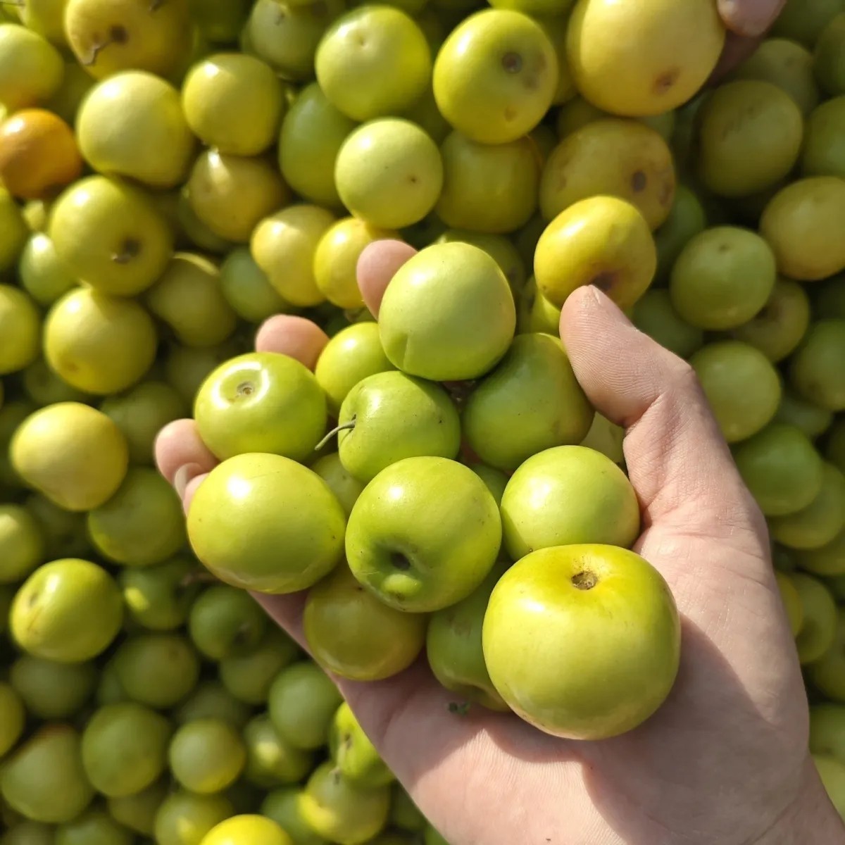 酸麻阔果嘘嘘果酸枣云南新鲜酸甜脆嫁接青枣原树新鲜水果孕妇酸枣