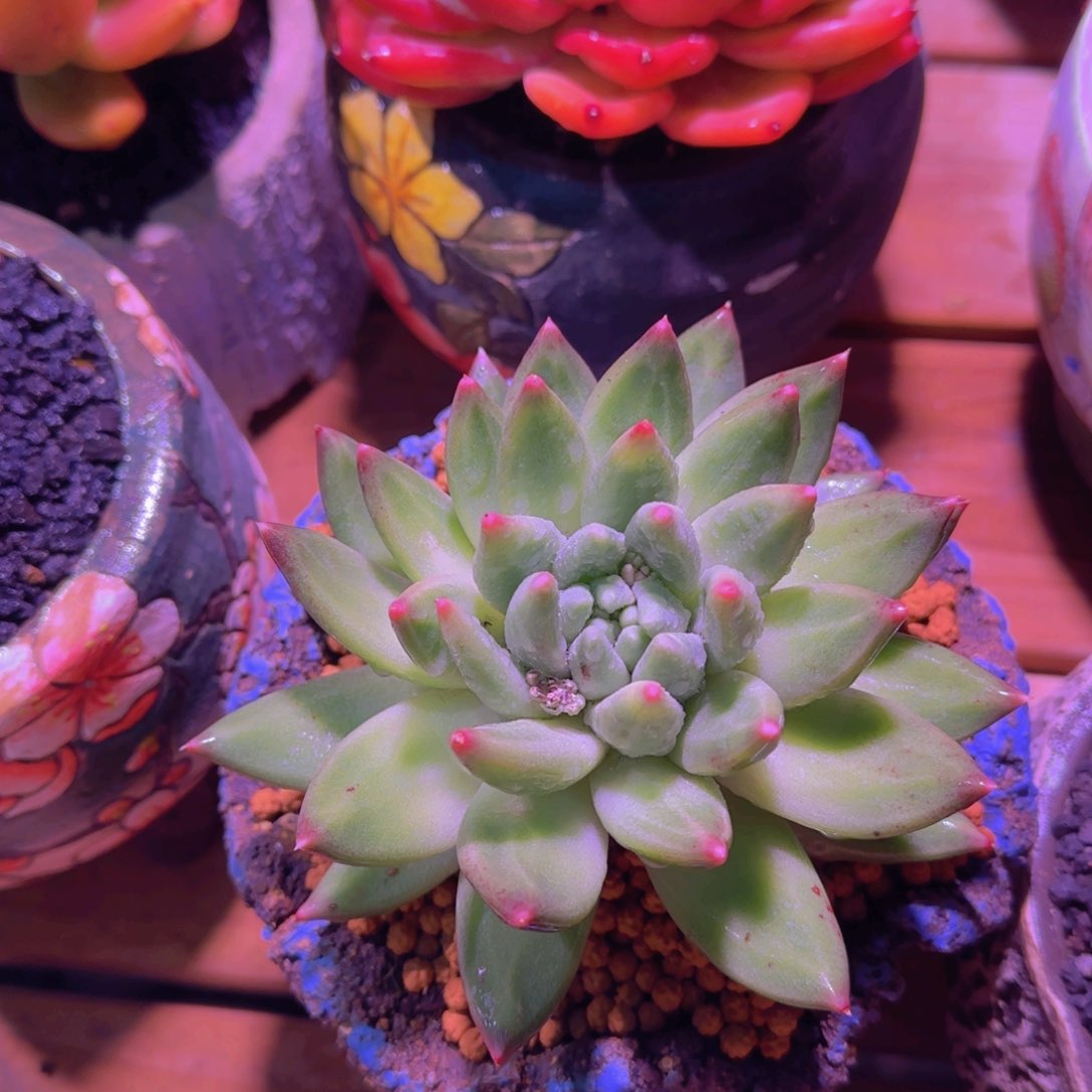 小*?多肉植物多肉植物