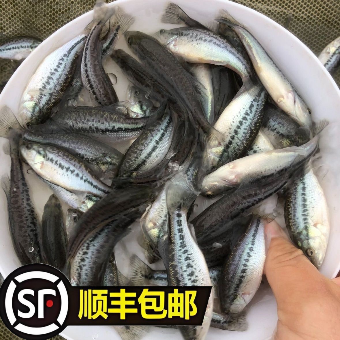 【假一赔十】鲈鱼 淡水鲈鱼 优鲈三号鲈【顺丰包邮】