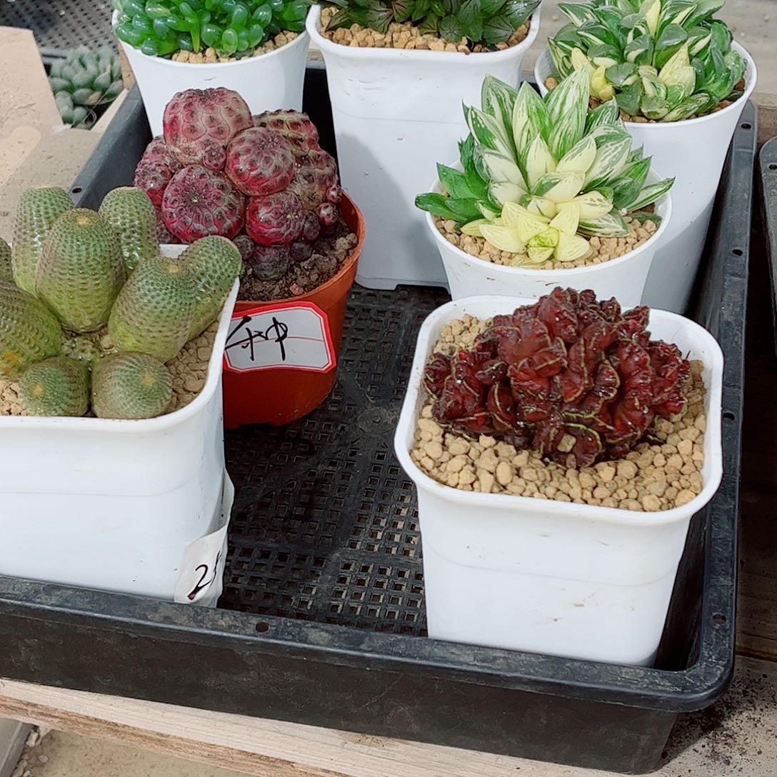 玉露一勿一拍玉露