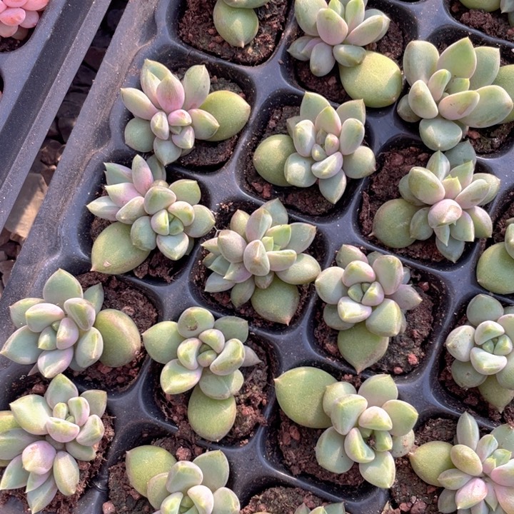 红象牙3元3颗满18