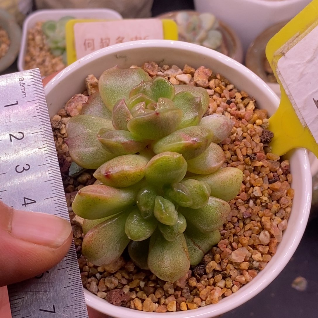 3153红恋变异锦双……