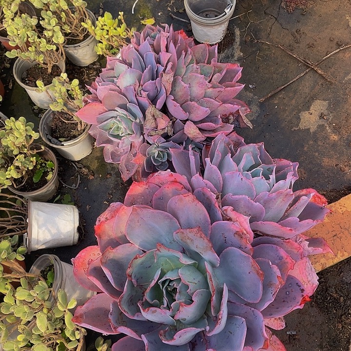 晚霞2颗组合50多肉群生