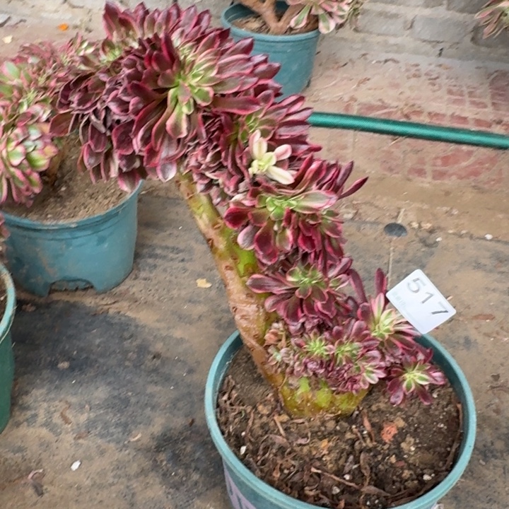 美杜莎法师锦缀化517