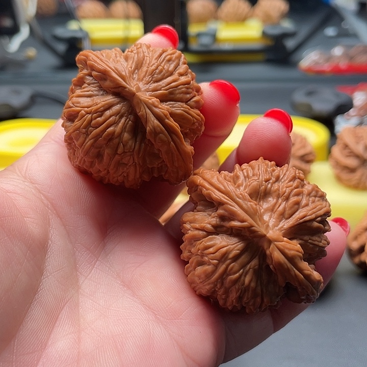 全品无修白狮子45/42/35