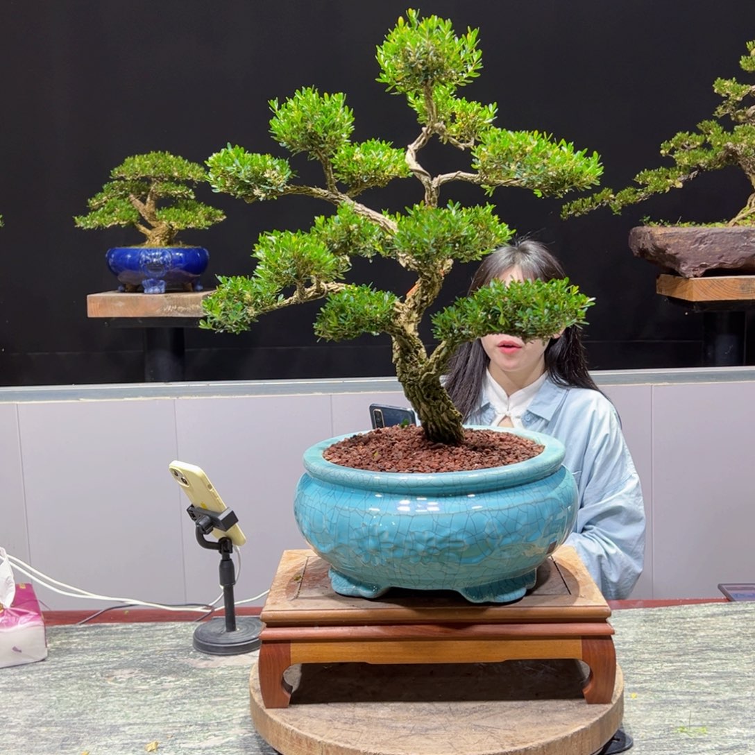 黄杨盆景老桩四季常青