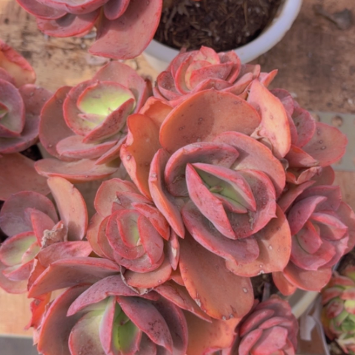 【闪购商品】初吻10203