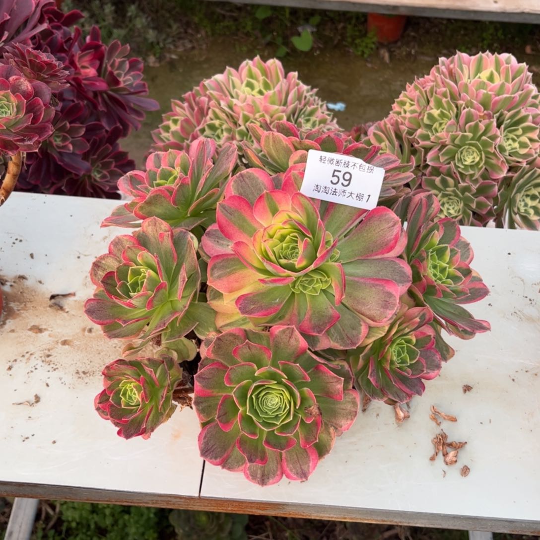 59万圣节奶白多肉植物