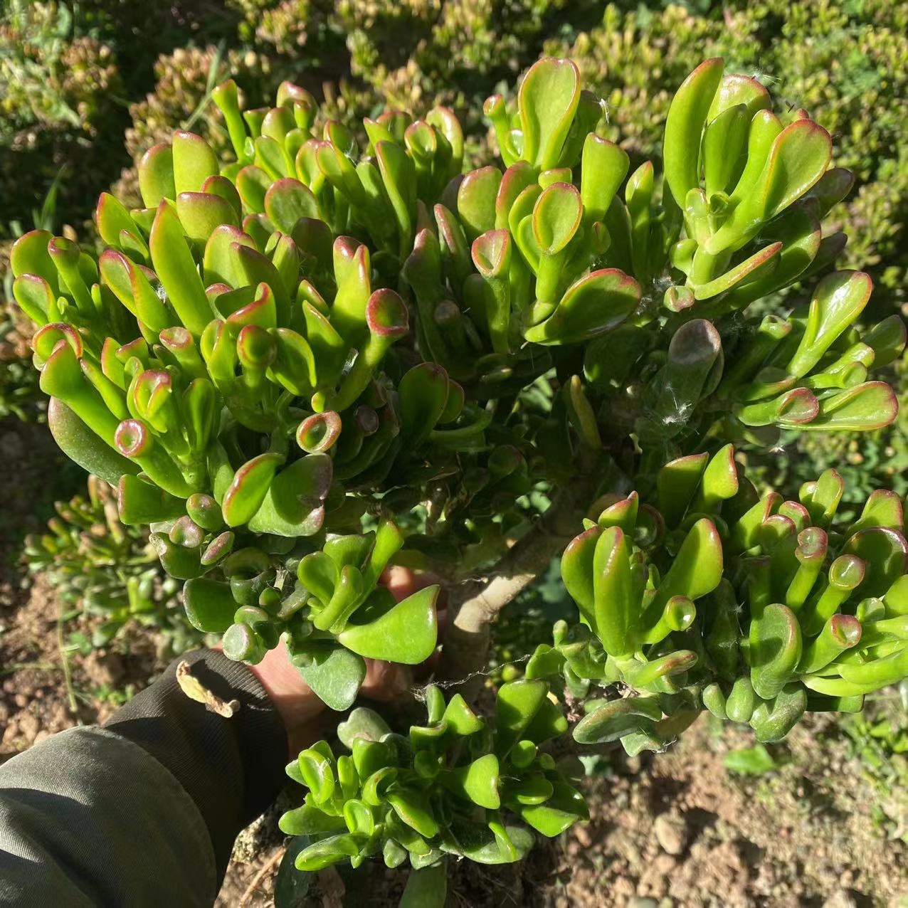 老庄小叶吸财树好种好养新手必备老手比养