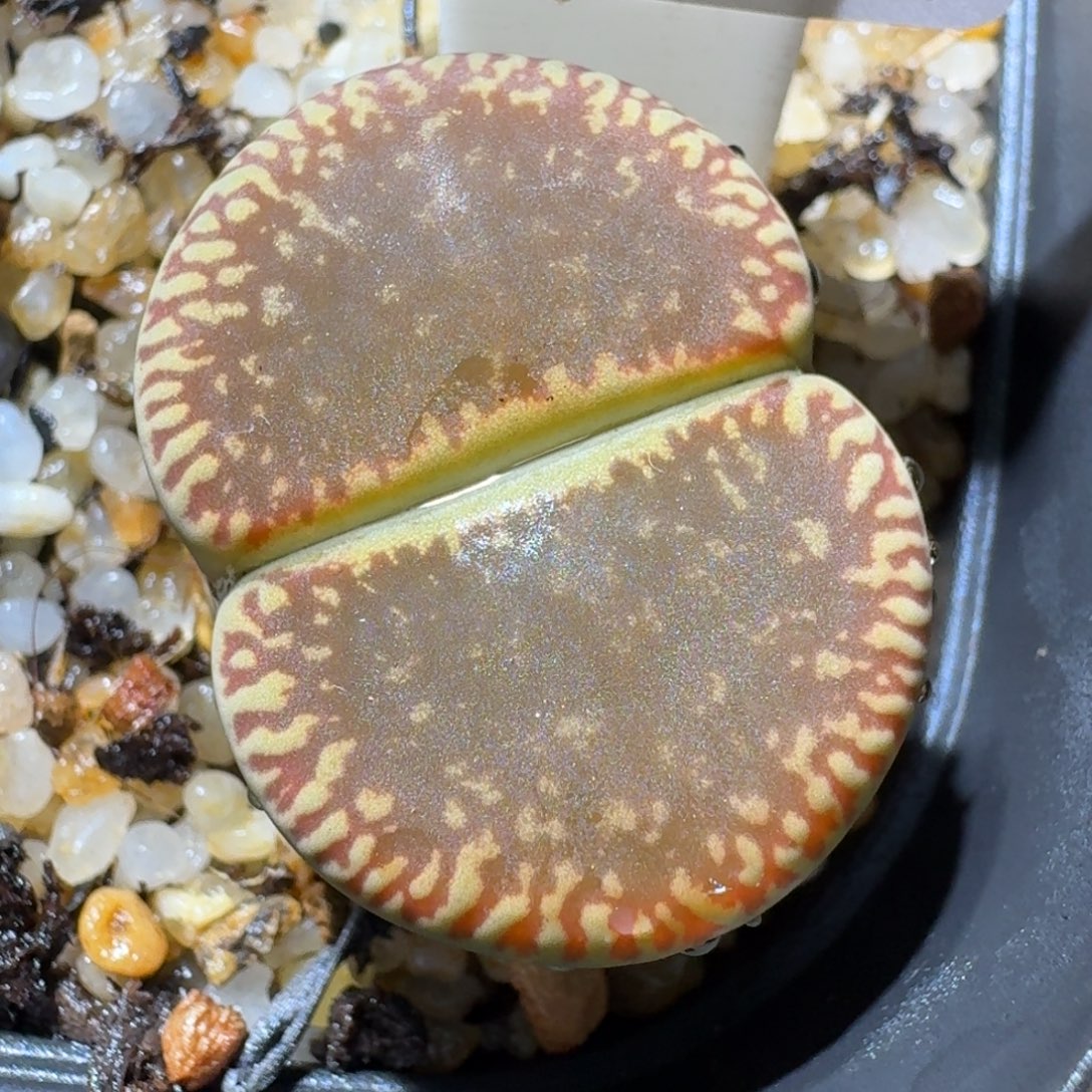 Sss清清清便宜出1446