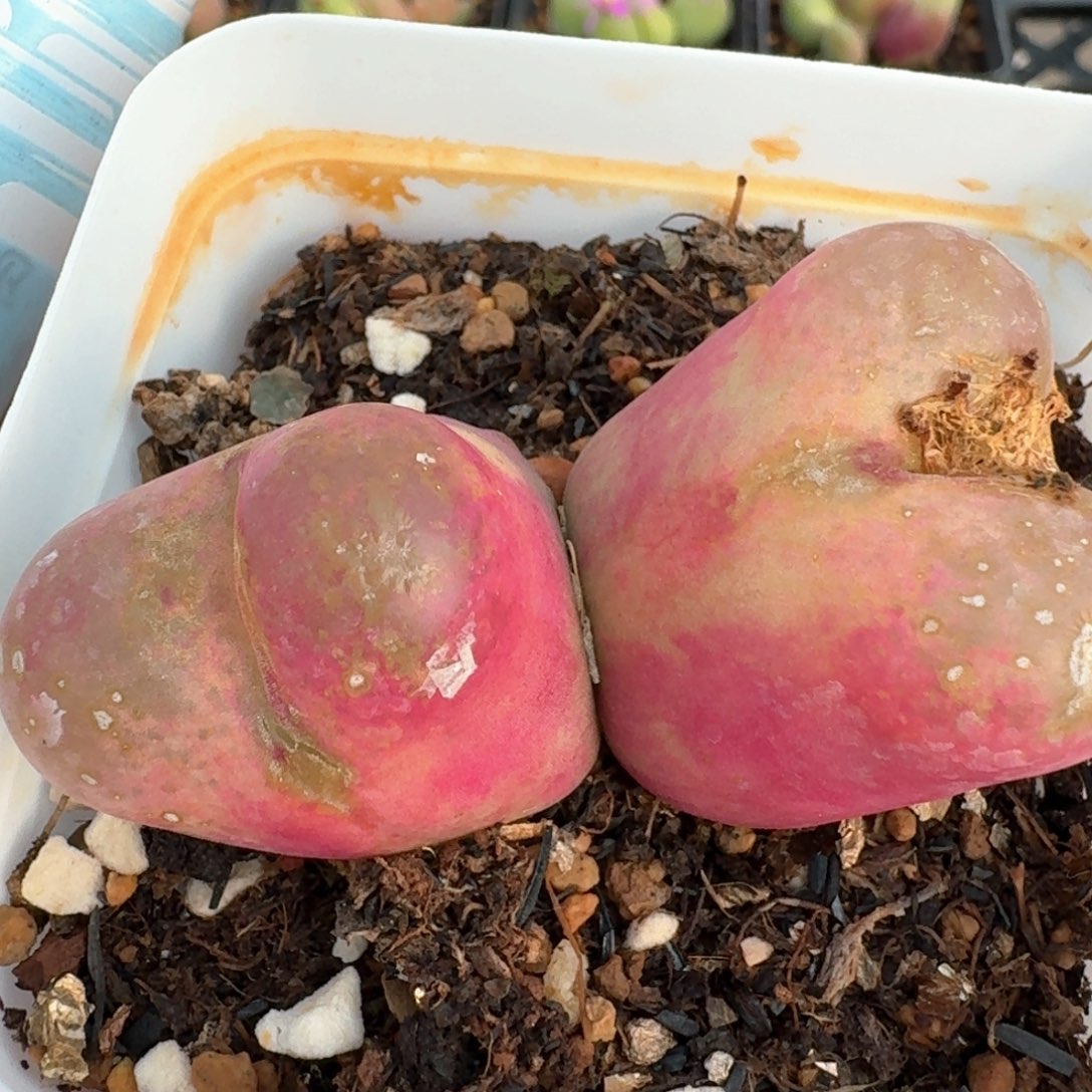 1050带盆土发货毛0000