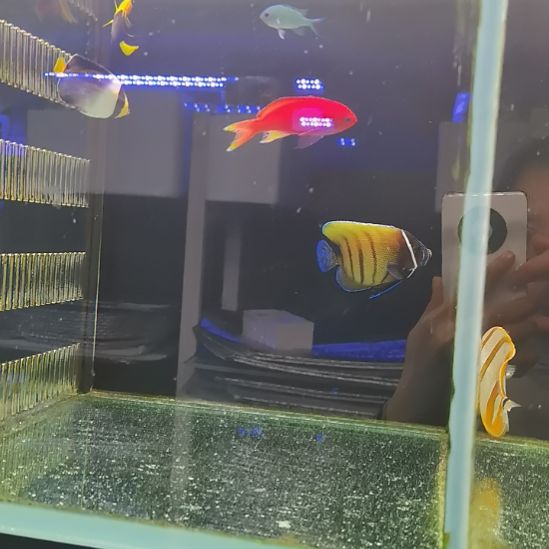 紫印一条海水鱼那片海