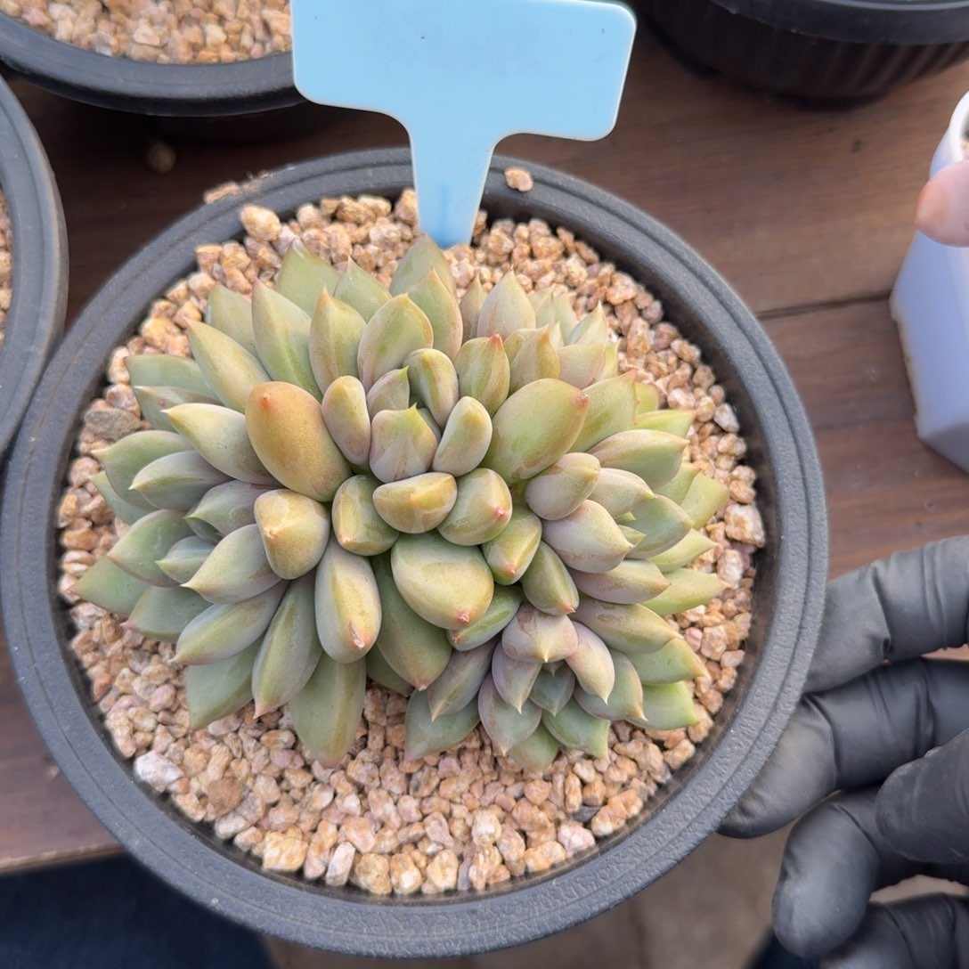 红象牙111111111111111111111