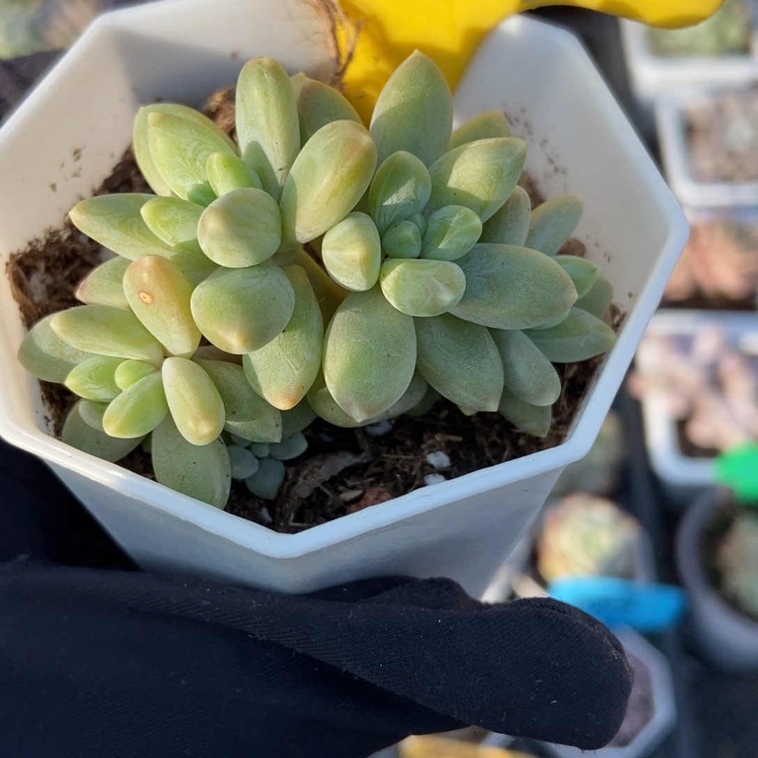 847阿蒂托拖多肉植物了