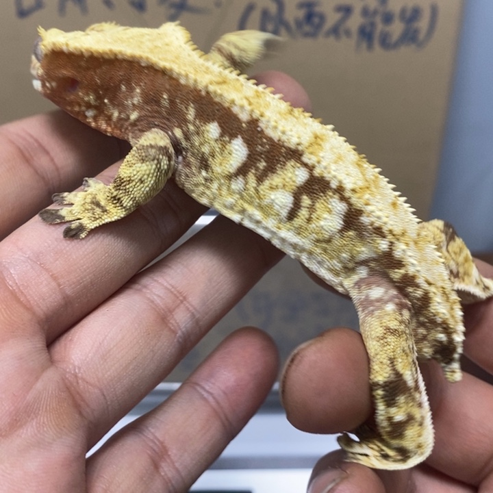 睫角守宫2025.12.12三十