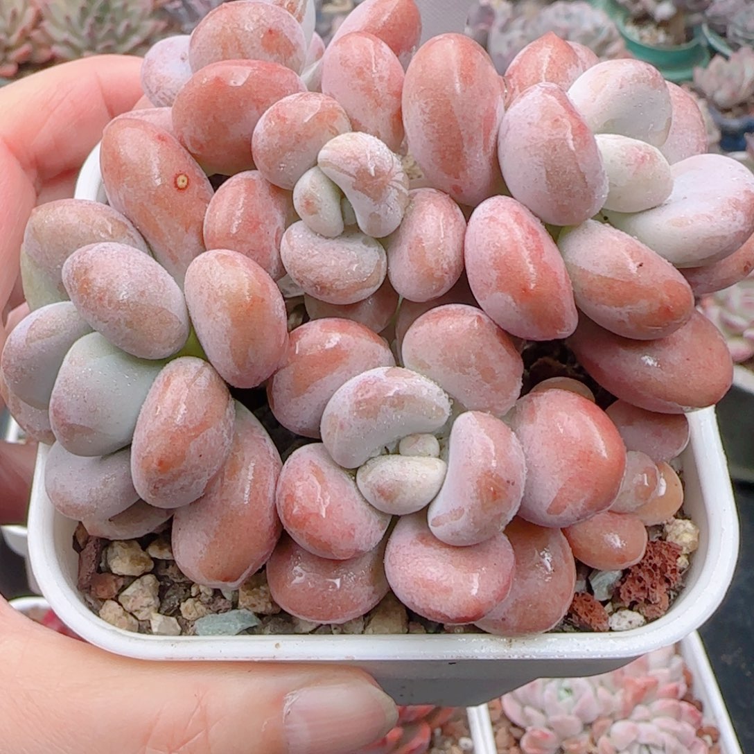 多肉植物8824…………..