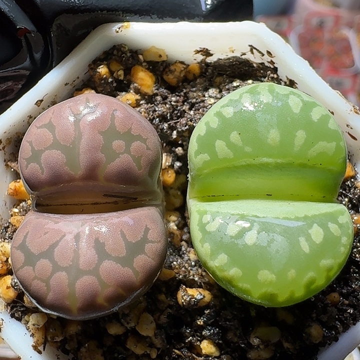 生石花1111221。  217