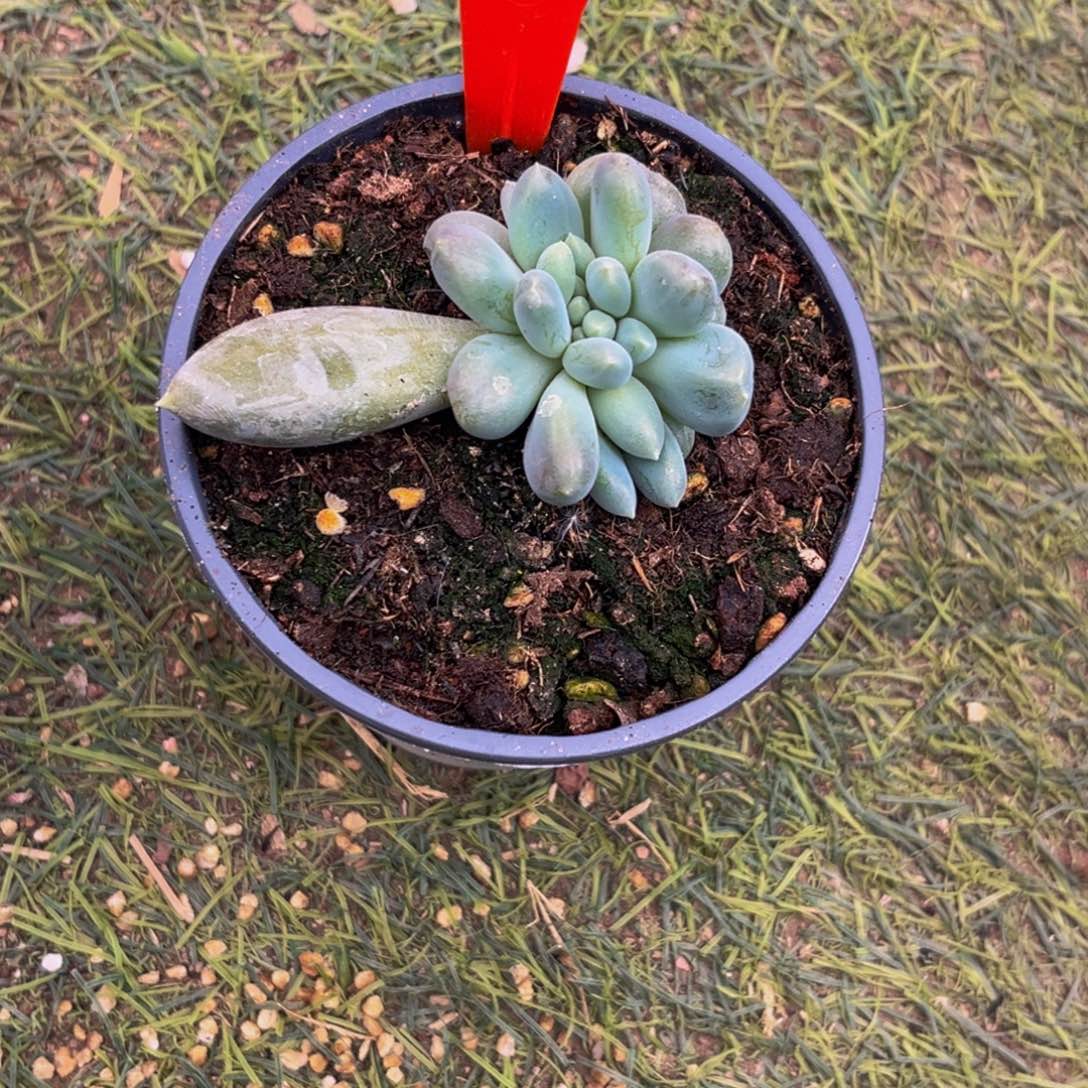 0017下午多肉植物群生