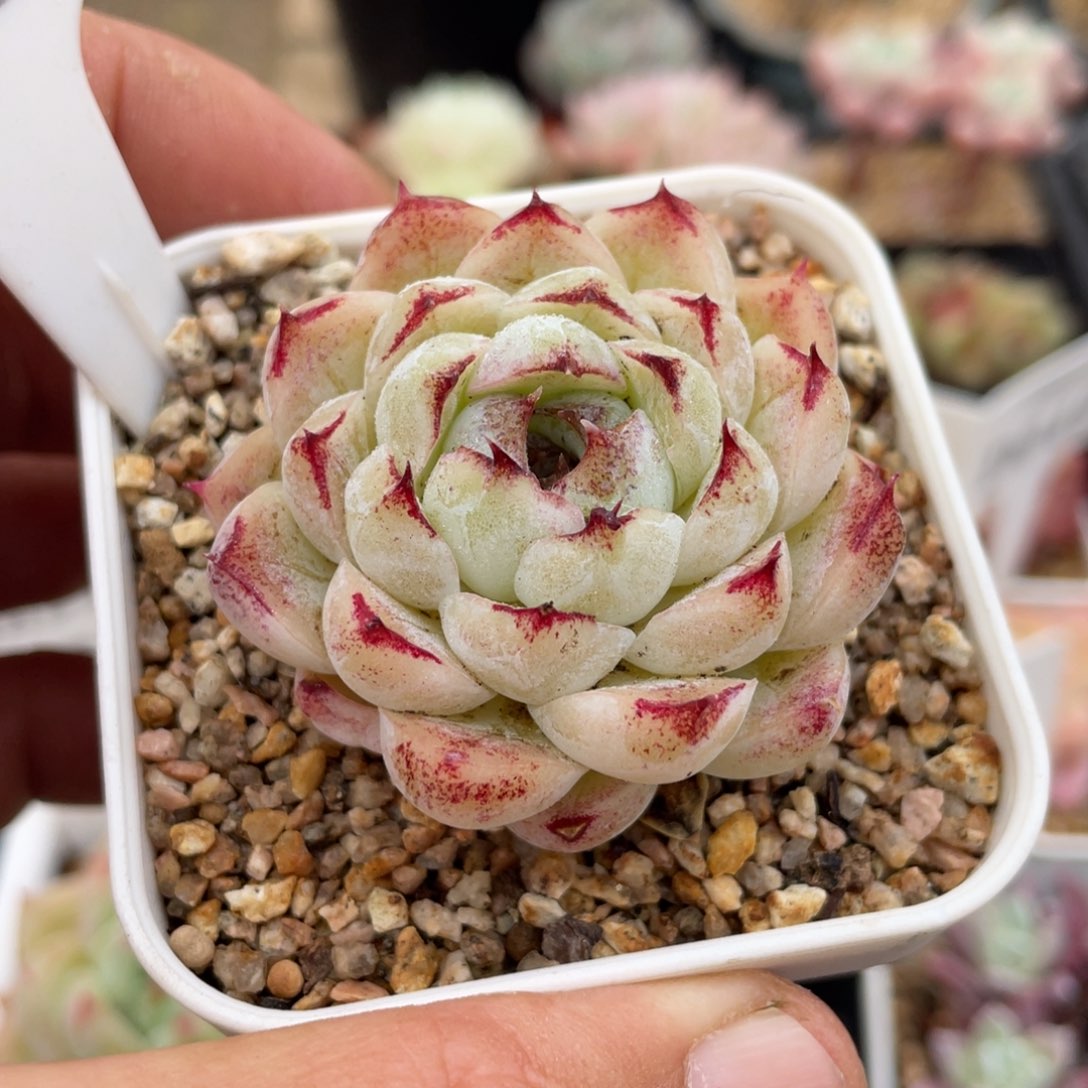 0069黑魔法不带盆5厘米