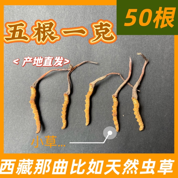 西藏高海拔那曲50根冬虫夏草新干草 10克装