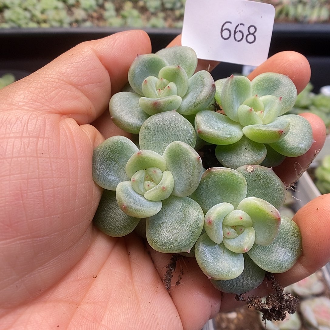 一物一拍一物一拍913-668