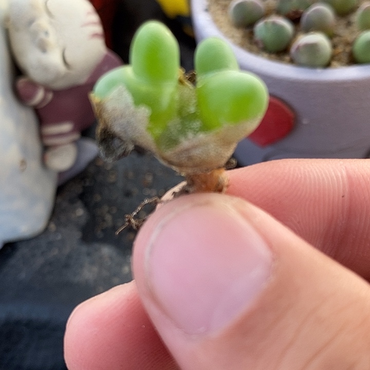 2954双头亲指姬一颗。 