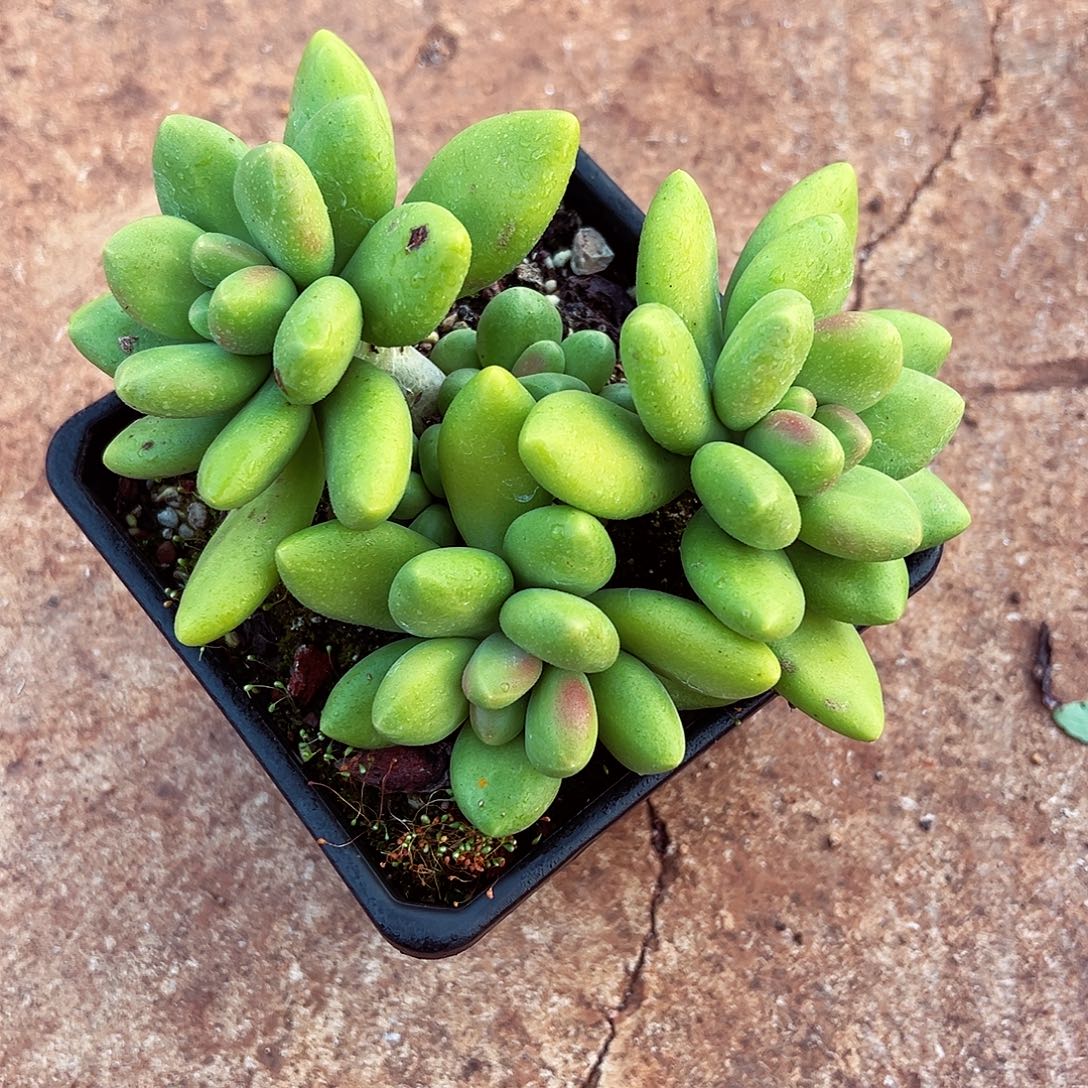 1106-107精控芒果奶