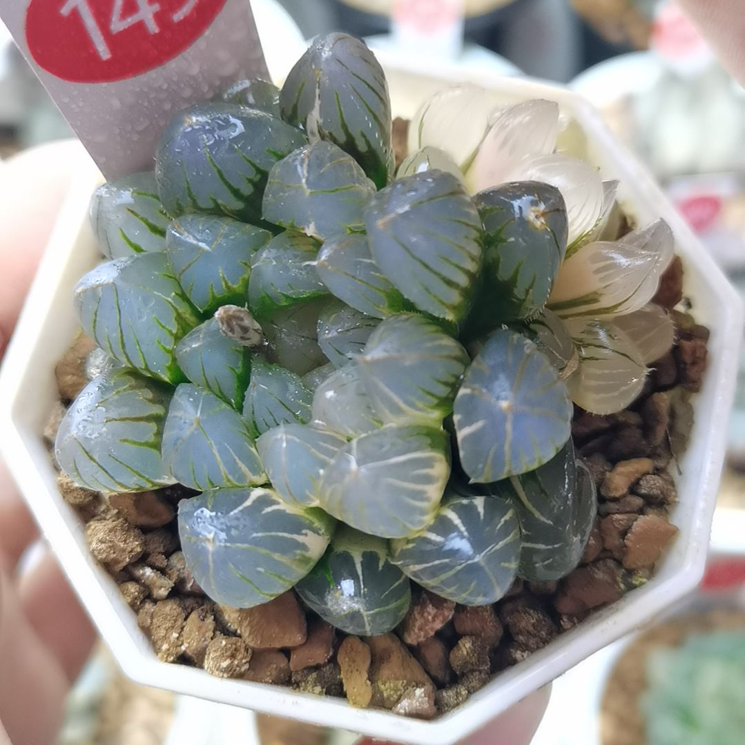 149号霓虹灯玉露锦带1侧芽一物一拍带盆土发货