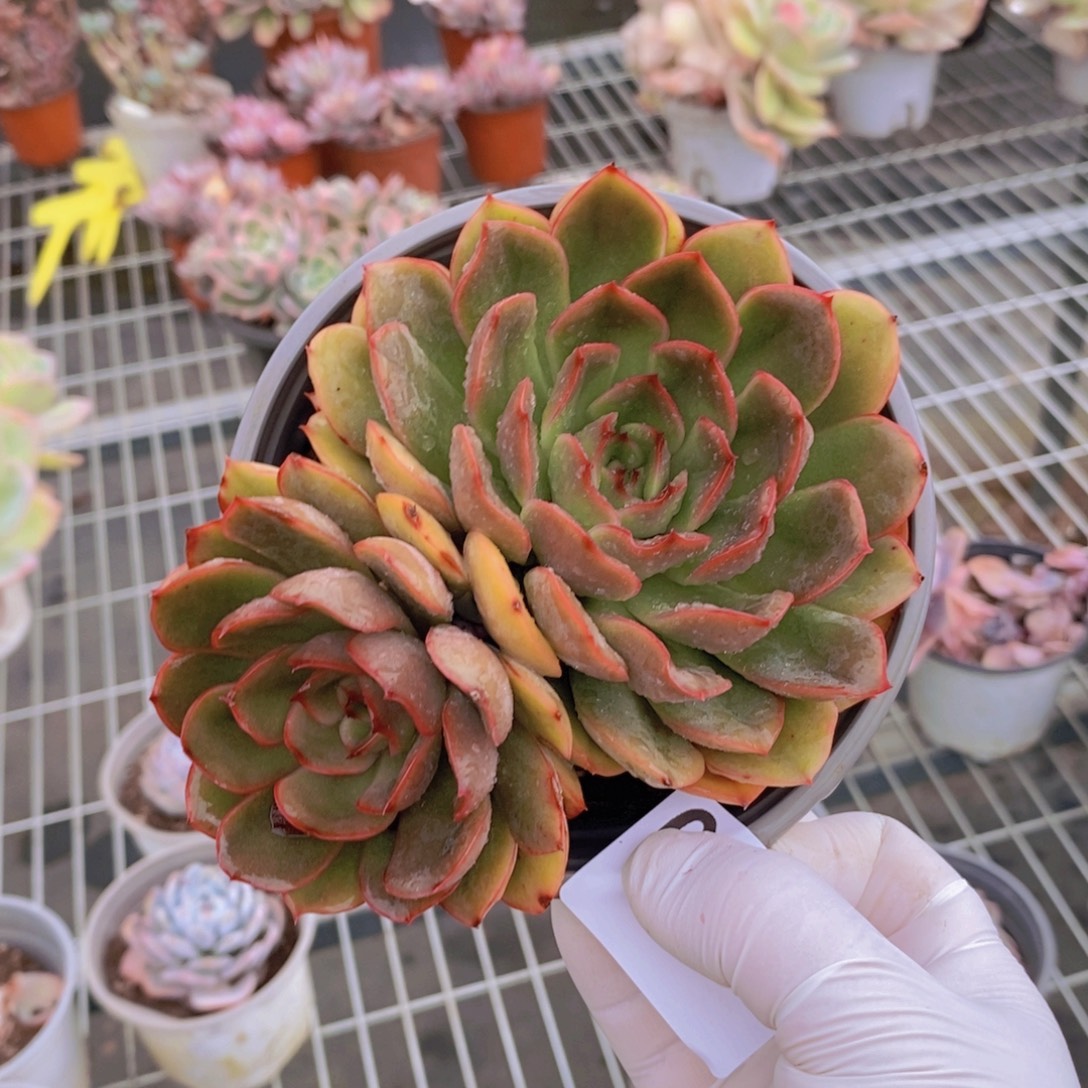 0941猎户座一物一拍