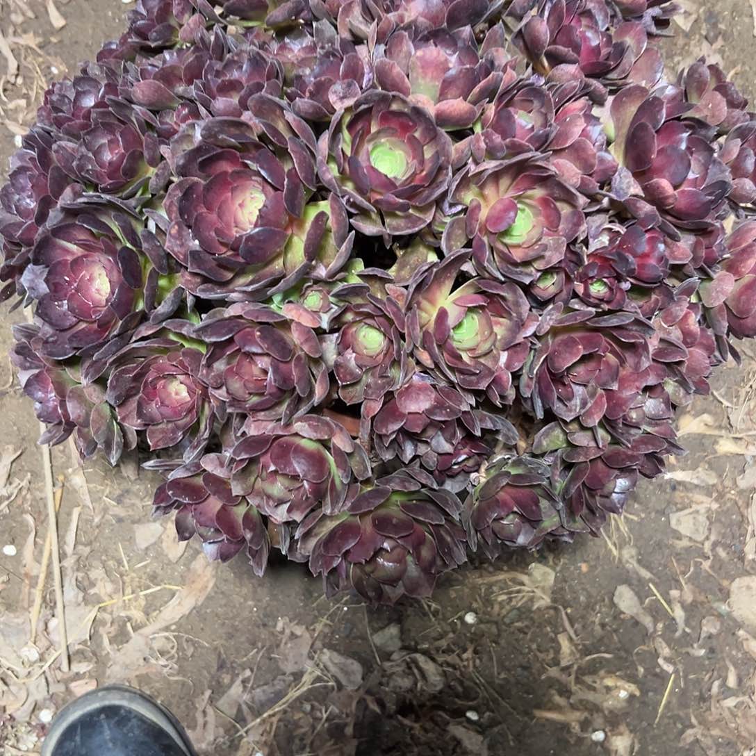 此***远多肉390植物紫罗兰法师