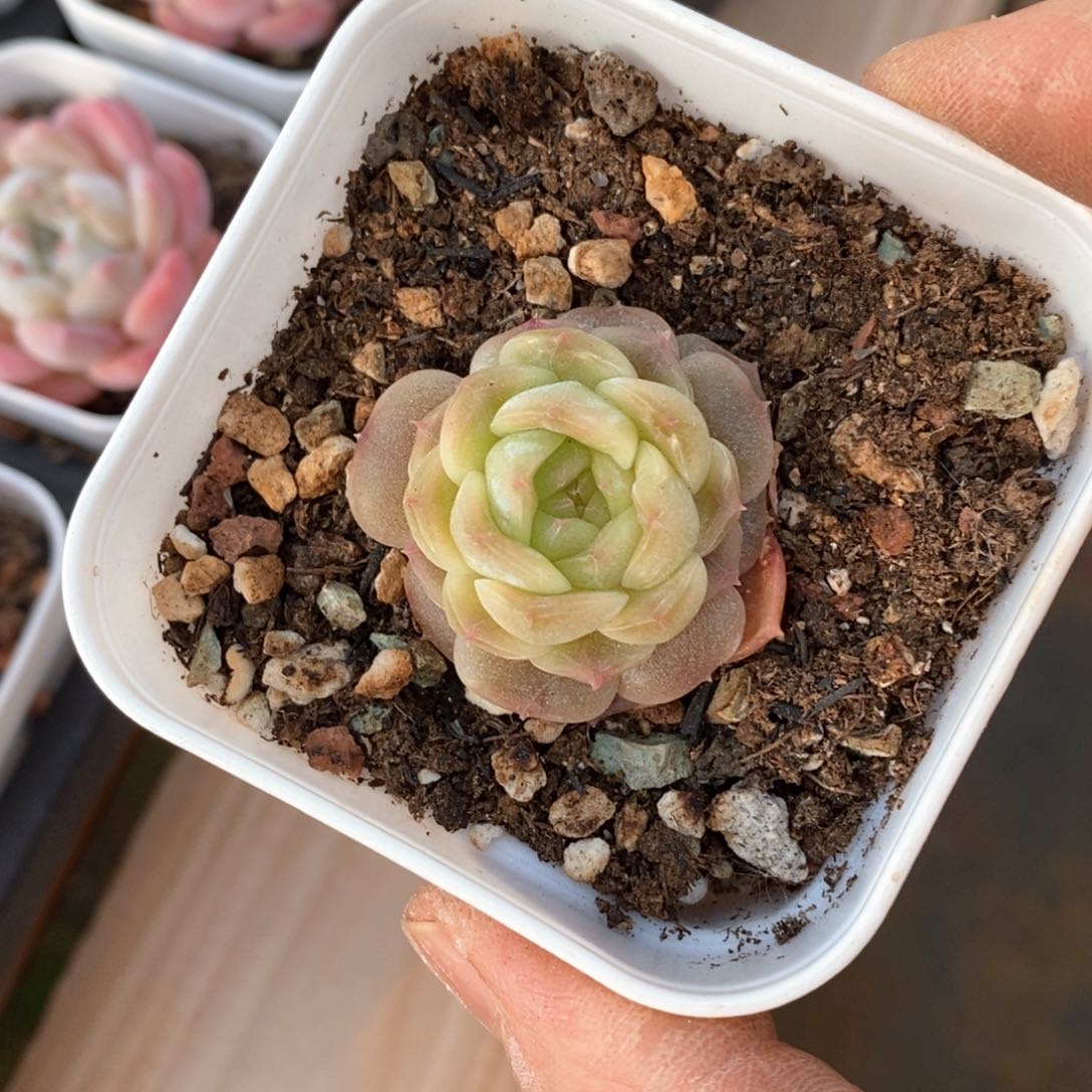 精品多肉一物一拍不包整142