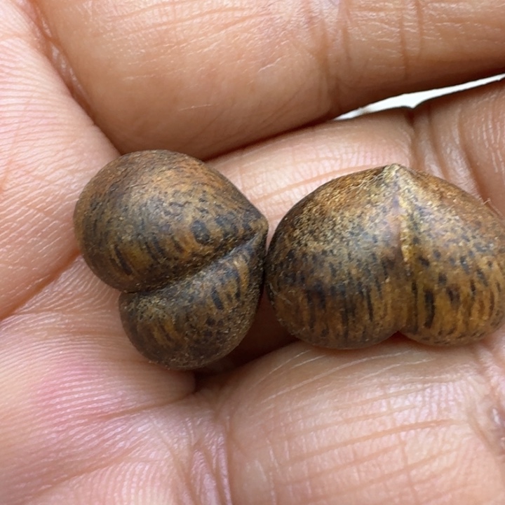 沉香沉香碎屑屁桃2个