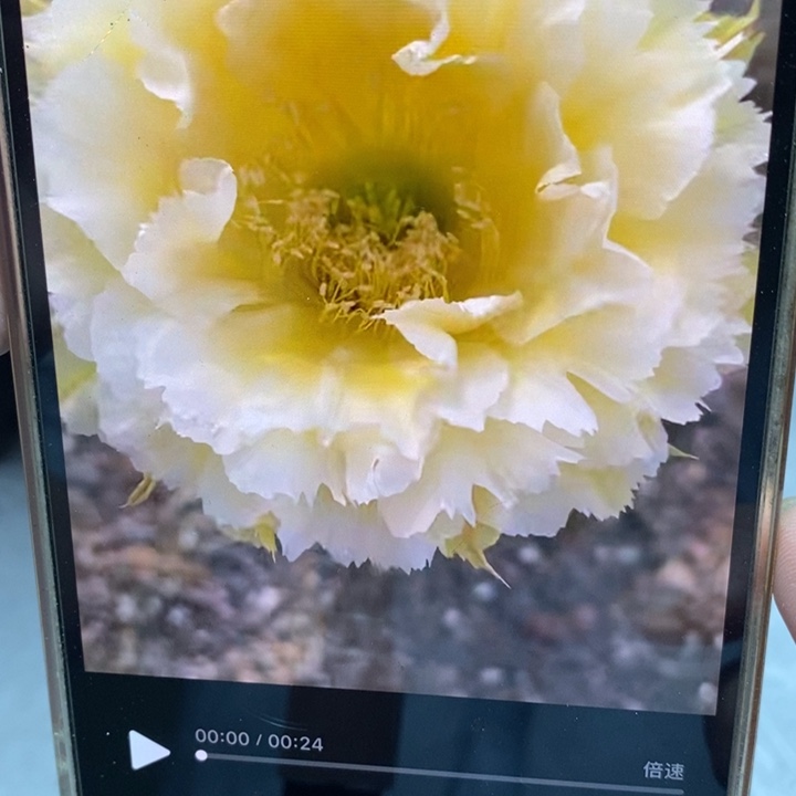 彩草黄牡丹9.5公分左右