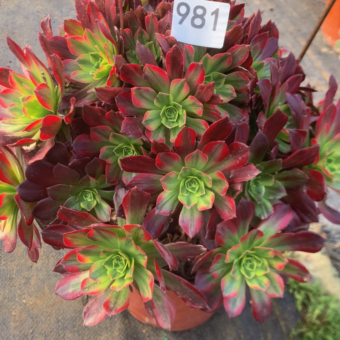 981安娜多肉植物