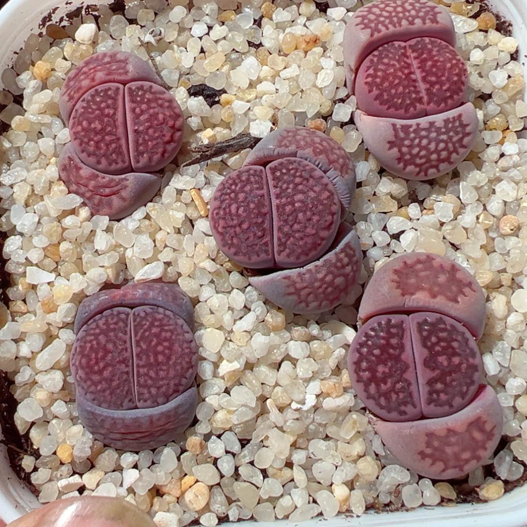 206-331.紫巴黎多肉