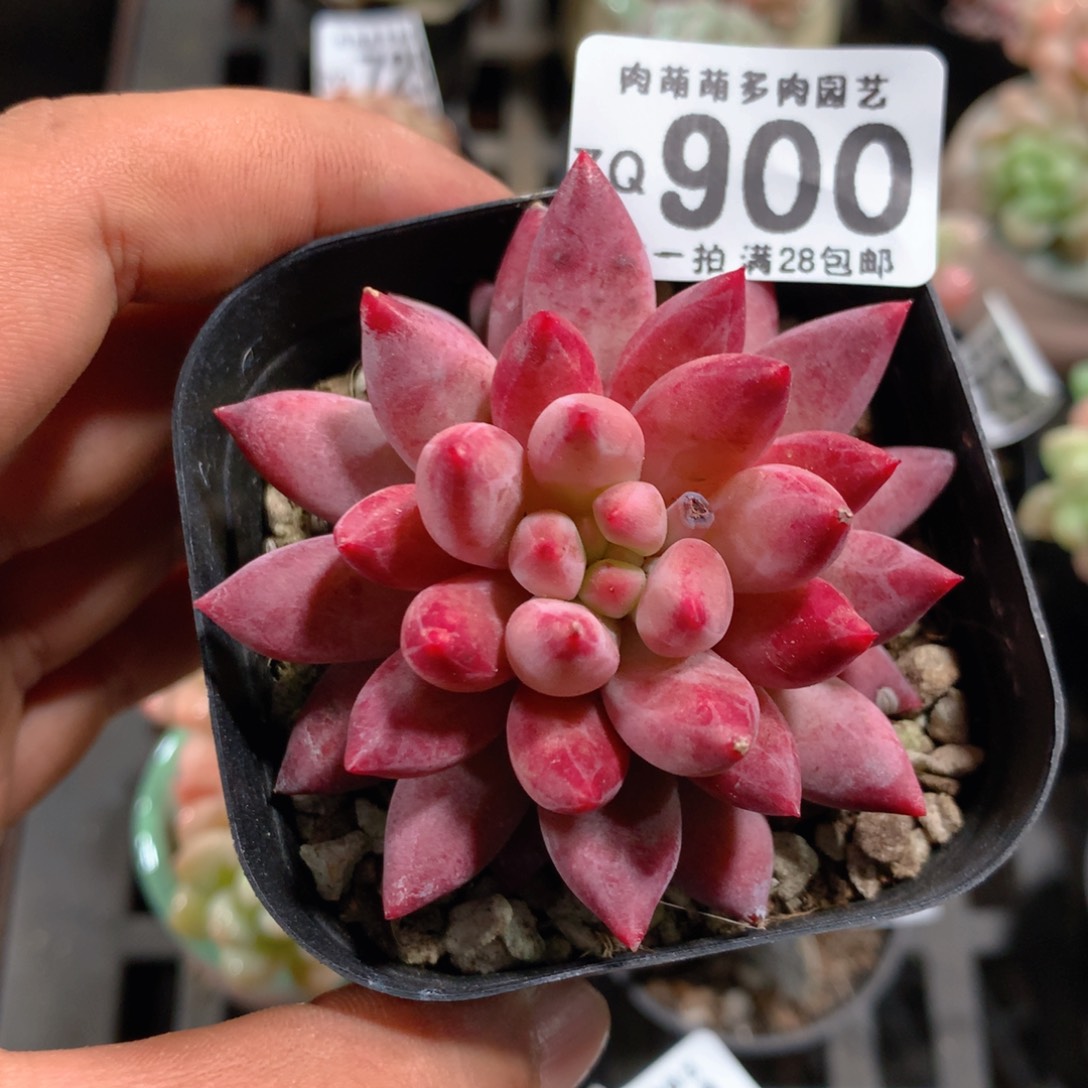 5CM拇指盆精控多肉ZQ900