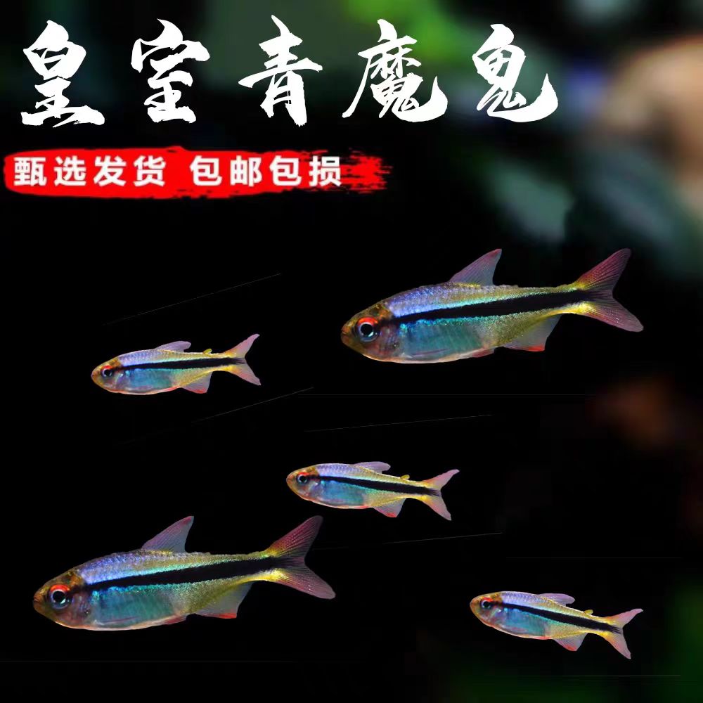 青魔鬼灯热带观赏鱼耐活七彩稻田鱼小型观赏鱼精品鱼灯科鱼观赏鱼