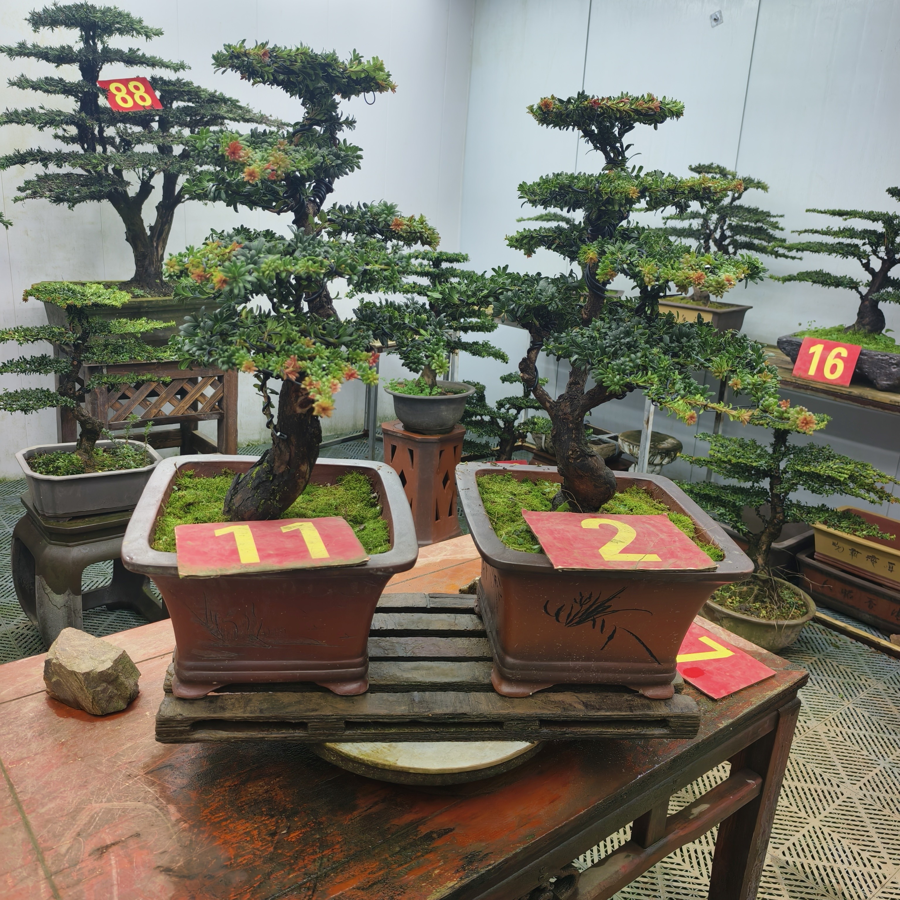 罗汉松盆栽盆景室内外绿植盆栽好养植物