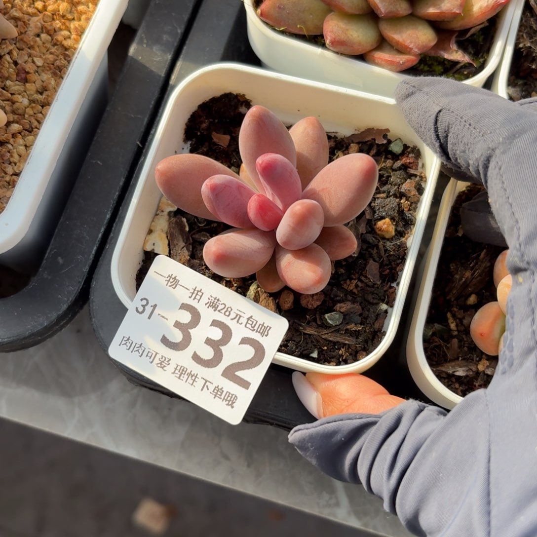 红手指无盆土发货无盆