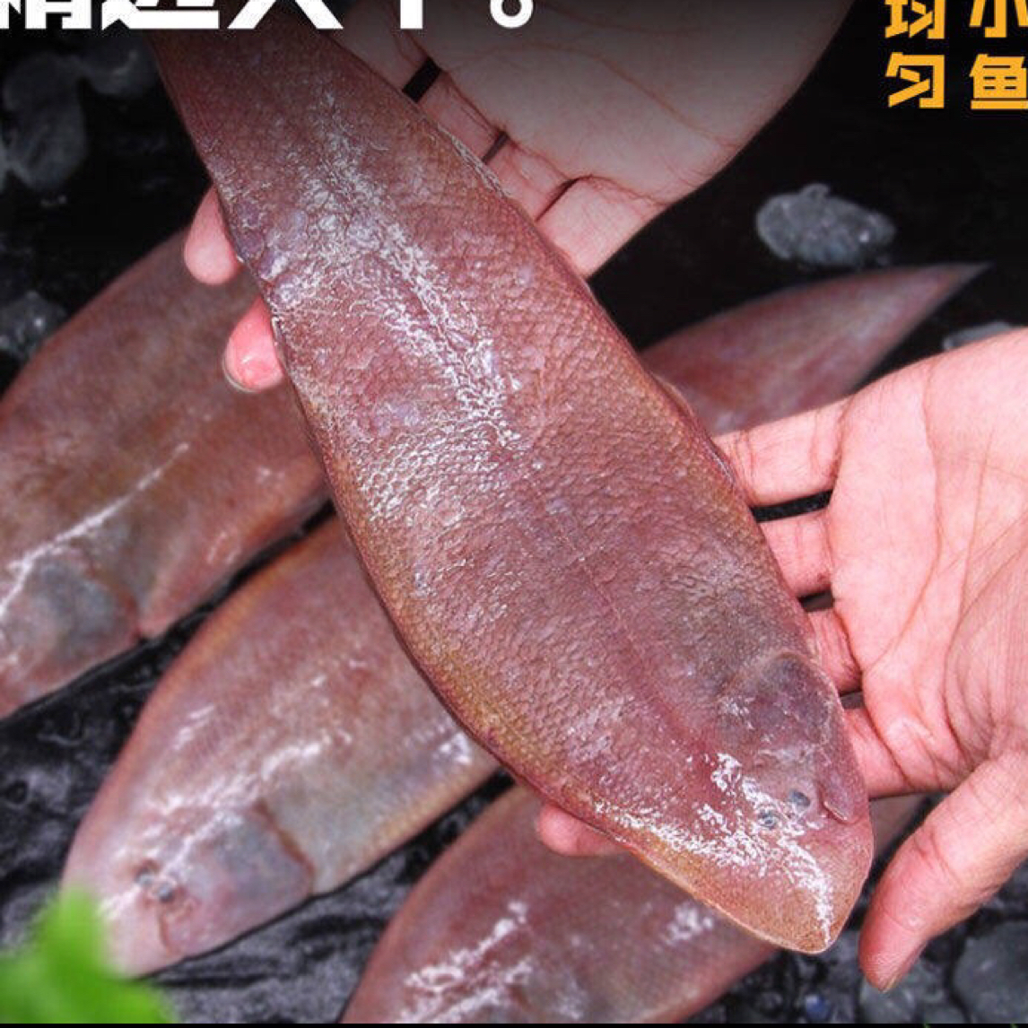 神泉本港红婵龙利广东包邮，帮杀到手400克/5盒